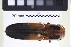 Foto (Dorsalansicht) von Hemirhipus hougeti (NHMW-ZOO-COL-0008176)
